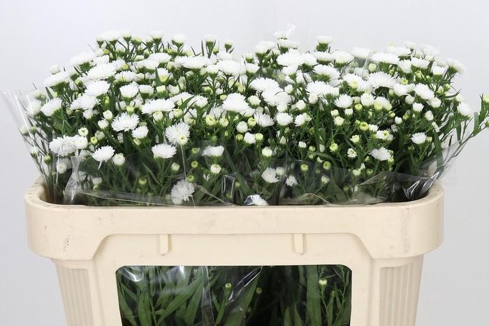 <h4>Aster Pretty Wendy</h4>
