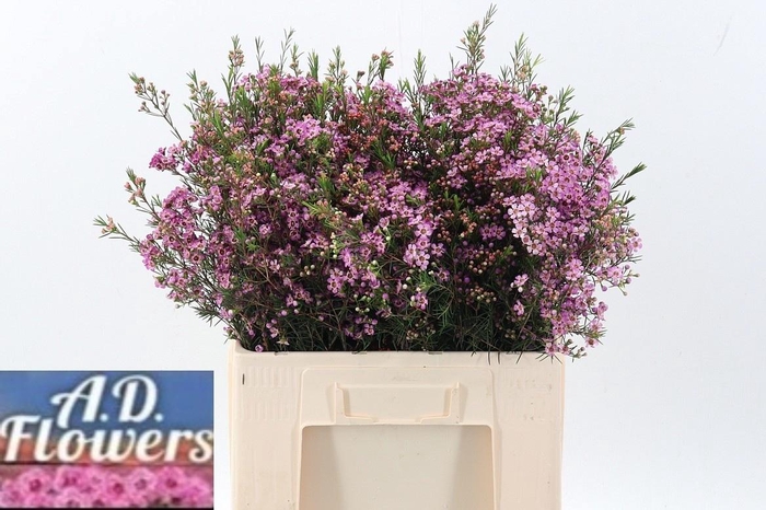 <h4>CHAME UN EMMA</h4>