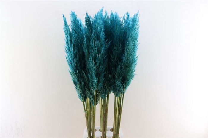 <h4>Cortaderia Opgetrokken Turguoise Stem</h4>