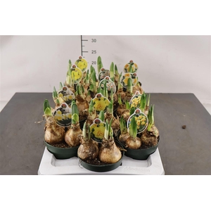 ! Narcis Gemengd 12 Cm. Pot