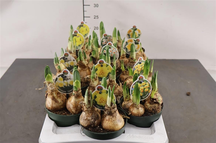 <h4>! Narcis Gemengd 12 Cm. Pot</h4>