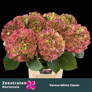 Hydr Cl White Verena