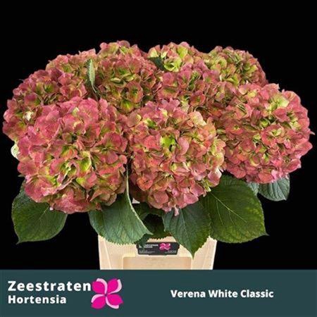 Hydr Cl White Verena