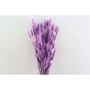 Dried Lagurus Milka Bunch