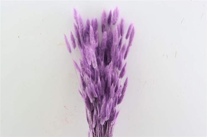 Dried Lagurus X5 Milka Bunch