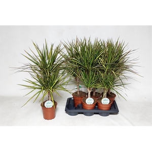 Dracaena marginata Golden Dragon 17Ø 75cm 2pp