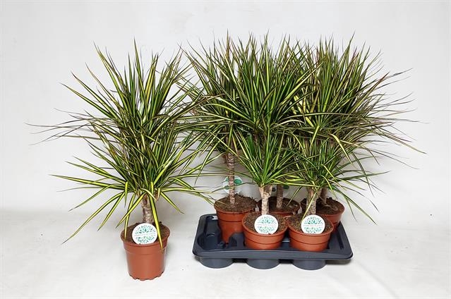 Dracaena marginata Golden Dragon 17Ø 75cm 2pp