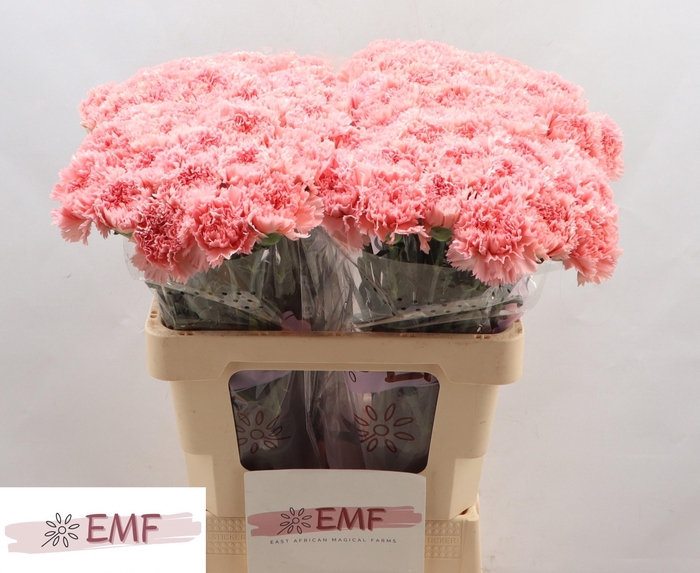 <h4>DI ST BIG ONE</h4>