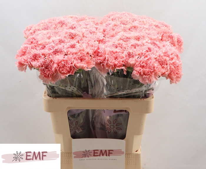 <h4>DI ST BIG ONE</h4>