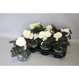 Begonia tub. Cream White