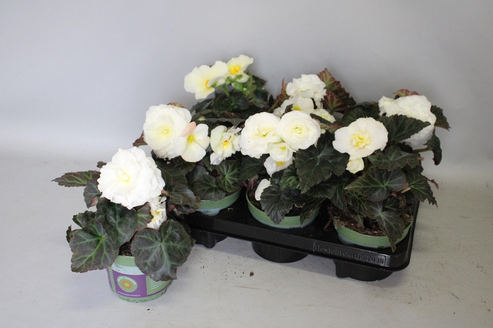<h4>Begonia tub. Cream White</h4>