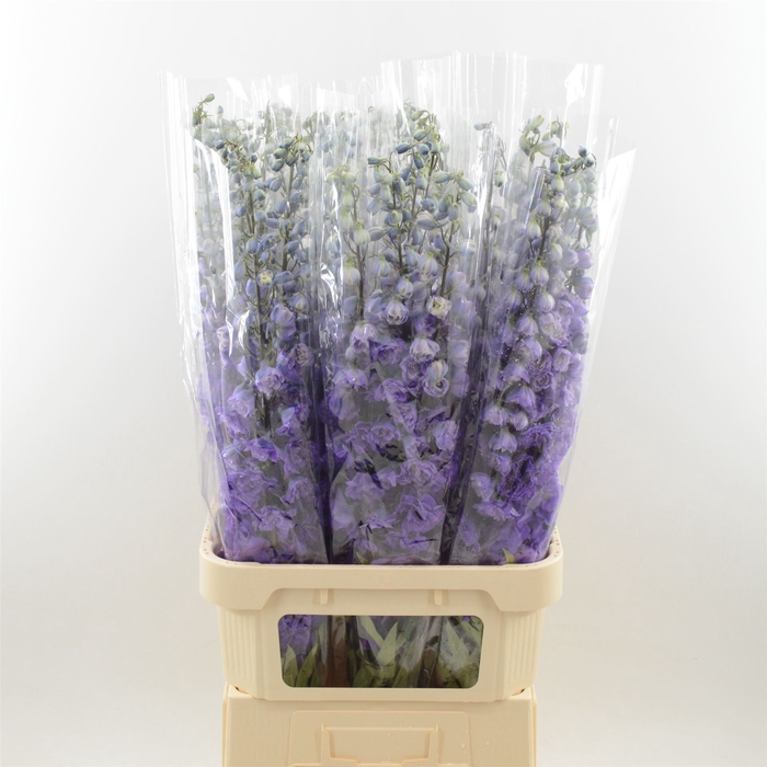 <h4>Delphinium Purple Heart</h4>