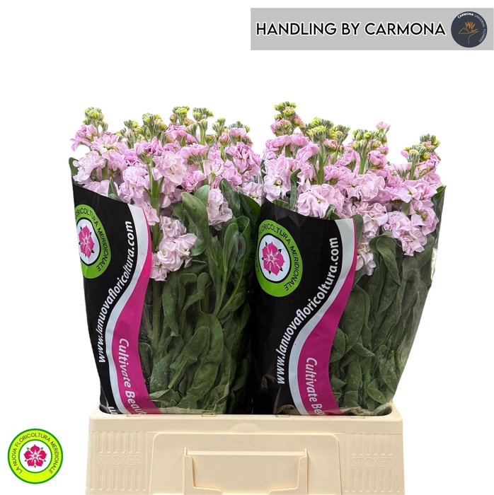 <h4>MATTH IRON CHERRY BL</h4>