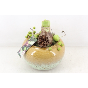 arr4 Amaryllis MB - Bolpot brown x3