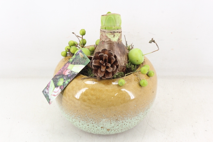 <h4>arr4 Amaryllis MB - Bolpot brown x3</h4>