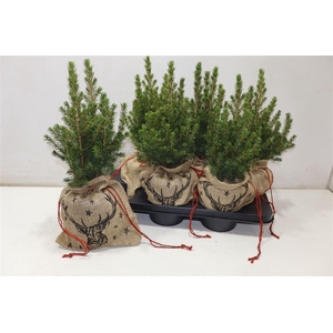 arr8 Picea Gl Conica In Jute Zak