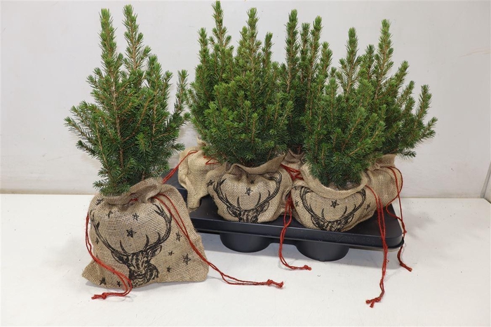 <h4>arr8 Picea Gl Conica In Jute Zak</h4>