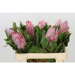 PROTEA CYNAROIDES