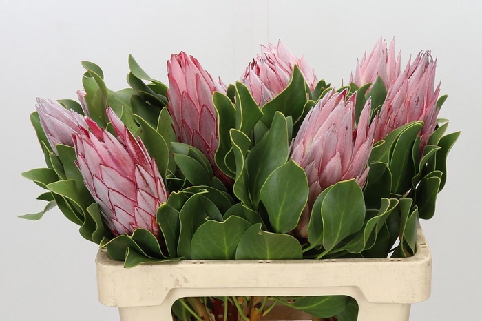 <h4>PROTEA CYNAROIDES</h4>