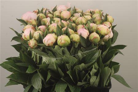 <h4>Paeo L Flor Nicholls Ex</h4>