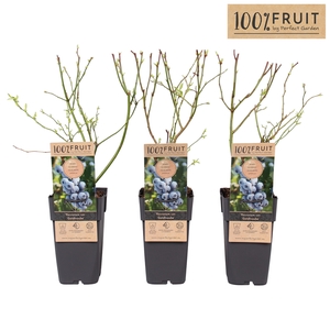 Vaccinium cor. Goldtraube 71 P15 - 100%FRUIT