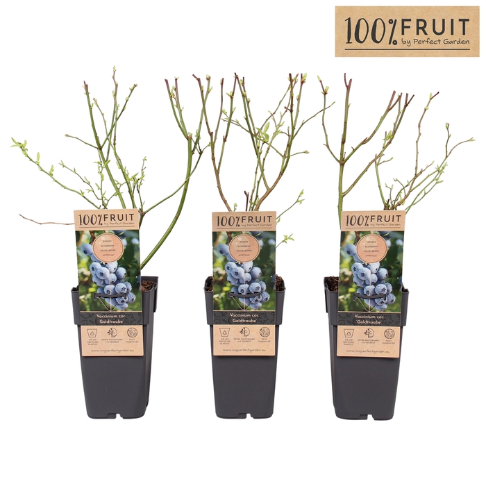 <h4>Vaccinium cor. Goldtraube 71 P15 - 100%FRUIT</h4>