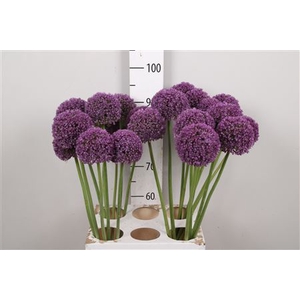 Allium Ambassador