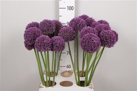 <h4>Allium Ambassador</h4>
