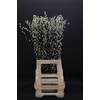 Salix Snow Flake 70cm