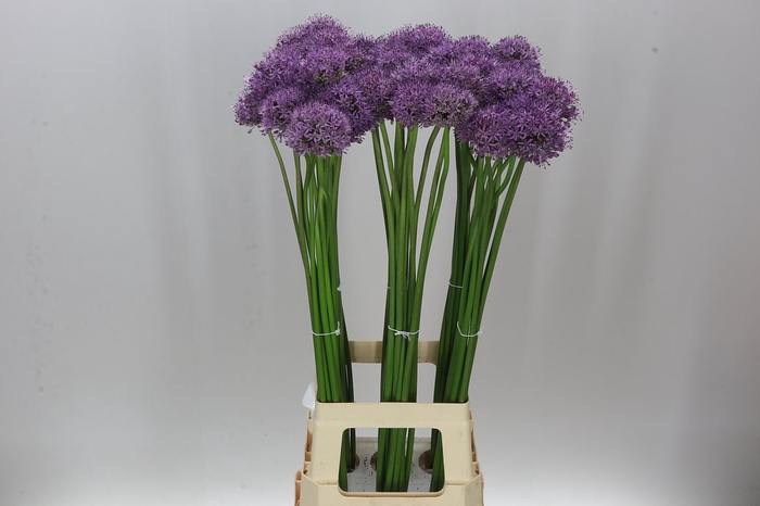 <h4>Allium Gladiator</h4>