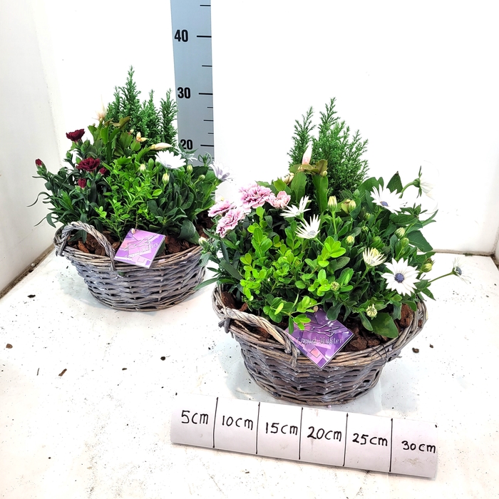 <h4>ARR TUINPLANTEN</h4>
