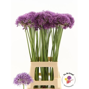 ALLIUM VIOLET BEAUTY