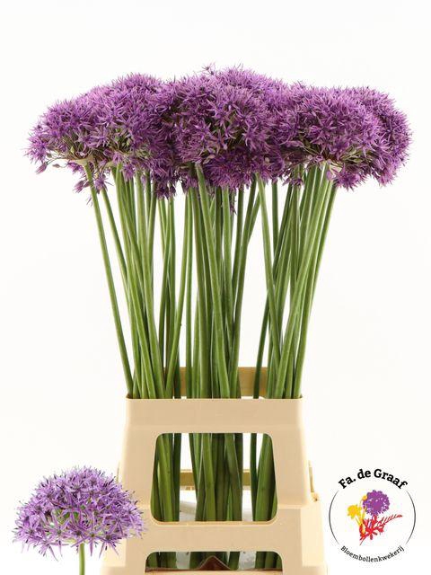 <h4>ALLIUM VIOLET BEAUTY</h4>