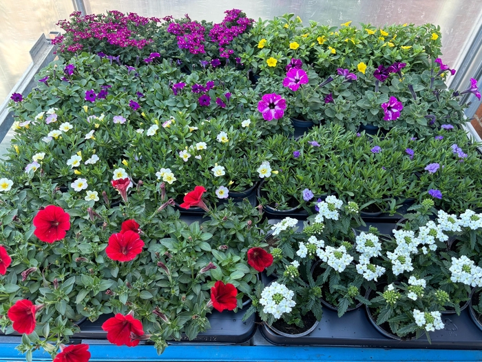 <h4>PERKPL MIXK</h4>