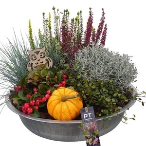 Arr.   Tuinplanten H%