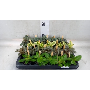 Peperomia   ...mix