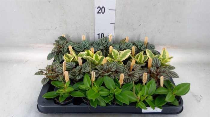 <h4>Peperomia   ...mix</h4>