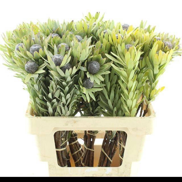 <h4>LEUCAD PUBESCENS</h4>