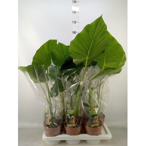 Alocasia macrorrhizos