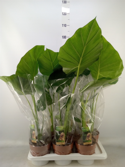 <h4>Alocasia macrorrhizos</h4>