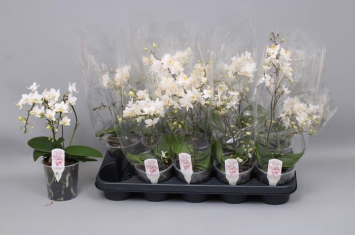 <h4>Phalaenopsis Mult. Floriclone Soft</h4>
