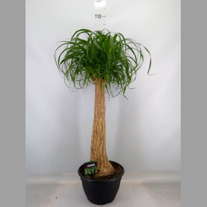 Beaucarnea recurvata