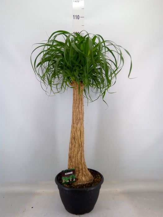 <h4>Beaucarnea recurvata</h4>