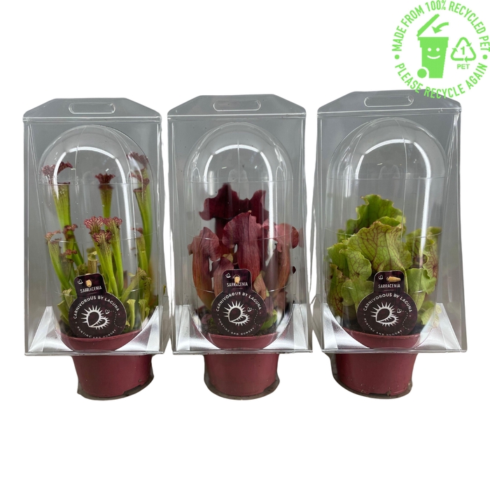 <h4>Sarracenia mix 12 cm in blister</h4>