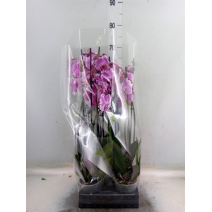 Phalaenopsis   ...rose