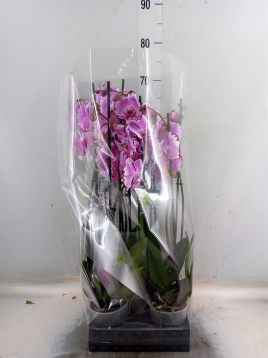 <h4>Phalaenopsis   ...rose</h4>