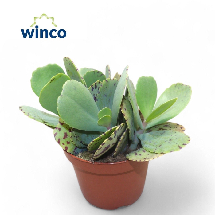 <h4>KALANCHOE MARMORATA</h4>
