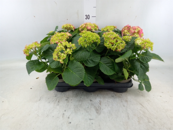 <h4>Hydrangea mac.   ...</h4>