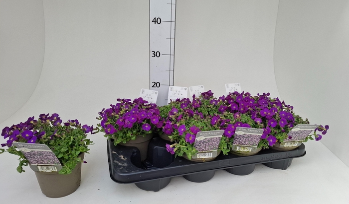 <h4>AUBR GRACILIS</h4>