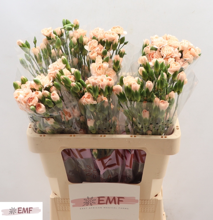 <h4>Di Tr Hamada</h4>